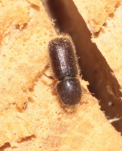 Réf. 279 958 : Taphrorychus sp.